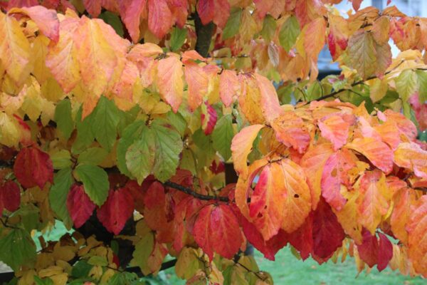 <i>Parrotia persica</i> - Image 2