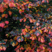 Autumn foliage ablaze with color. Red, orange, yellow, and deep purple leaves create a vibrant tapestry on a deciduous tree, showcasing the beauty of fall.