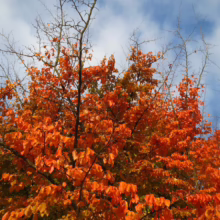 Vibrant orange autumn leaves against a blue sky with wispy clouds. Bare branches reach upwards, showcasing the fall foliage in full color.