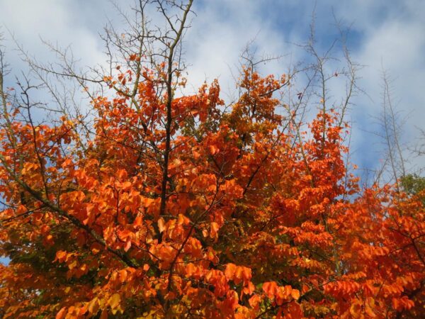 <i>Parrotia persica</i> - Image 3