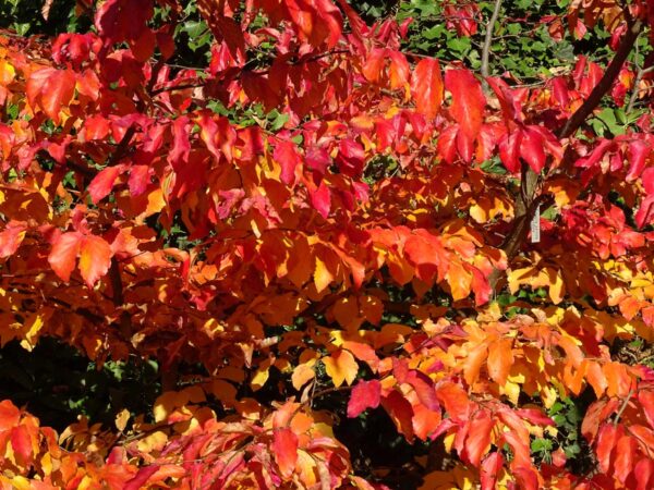 <i>Parrotia persica</i> - Image 5