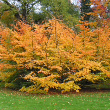 A vibrant orange and yellow shrub stands out against a green lawn and backdrop of autumn trees. The leaves are densely packed, creating a colorful focal point in the landscape, showcasing the beauty of fall foliage.