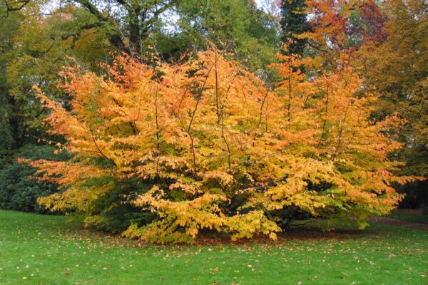 <i>Parrotia persica</i> - Image 6