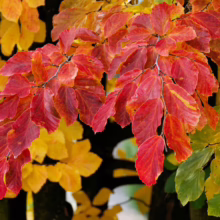 Autumn leaves in vibrant hues of red, yellow, and green adorn a tree branch. The fall foliage creates a colorful and captivating scene.
