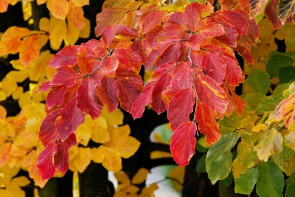 <i>Parrotia persica</i> - Image 7