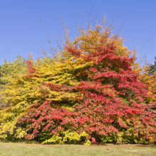Vibrant autumn foliage displays a stunning gradient of yellow and red on a large tree against a clear blue sky. Other trees with fall colors surround it in a park-like setting.