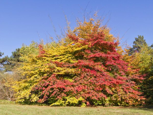 <i>Parrotia persica</i> - Image 8