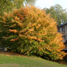 Autumn foliage colors a large tree by a canal in a park. The leaves transition from green to vibrant orange. A stone bridge and building with shuttered windows are in the background.