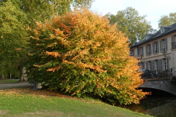 <i>Parrotia persica</i> - Image 9