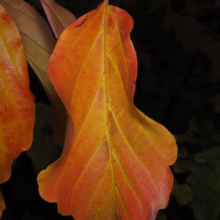 A close-up of a vibrant orange Fothergilla leaf in autumn, showcasing its unique wavy edges and prominent veins against a dark background. The leaf displays a gradient of yellow to reddish-orange hues.