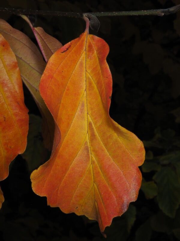 <i>Parrotia persica</i> 'Pendula' - Image 2