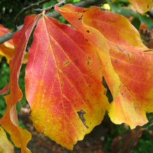 Autumn leaves in vibrant shades of red, orange, and yellow cling to a branch, showcasing the beauty of fall foliage. The curled edges and detailed veins of the leaves add texture and depth.