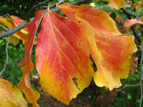 <i>Parrotia persica</i> 'Pendula' - Image 3