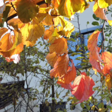 Autumn leaves in vibrant shades of orange, red, and yellow glow in the sunlight against a backdrop of a house and other trees.