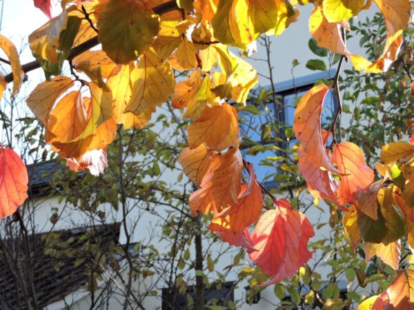 <i>Parrotia persica</i> 'Pendula' - Image 4