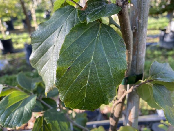 <i>Parrotia persica</i> 'Pendula' - Image 5