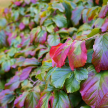Close-up of a Fothergilla gardenii shrub with vibrant fall foliage. Leaves display a mix of green, red, and purple hues, creating a colorful, textured effect in an outdoor setting.