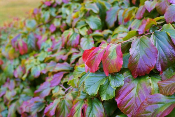 <i>Parrotia persica</i> 'Pendula' - Image 6