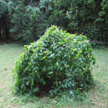 A weeping hornbeam tree, its dense green foliage cascading down to the ground, stands as a focal point in a lush, green lawn. Background trees add depth to the serene garden scene.