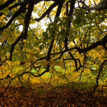 Golden autumn leaves canopy the ground, creating a tunnel effect with branches overhead. Sunlight filters through the yellow and green foliage, illuminating the fallen leaves below.