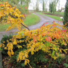 Autumn scene with yellow and red leaves on a small tree beside a country road. The winding road leads to a distant house, framed by green fields and bare trees. A burst of fall color adds warmth to the landscape.