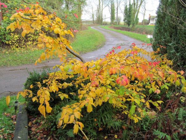 <i>Parrotia persica</i> 'Pendula' - Image 9