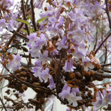 Empress tree blooms: delicate, light purple flowers cascading from branches alongside clusters of brown seed pods, creating a beautiful spring display.