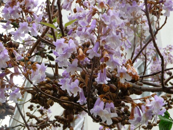 <i>Paulownia tomentosa</i> - Image 2