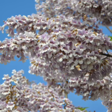 Empress tree blossoms in full bloom against a clear blue sky. Delicate purple and white flowers cascade from the branches, creating a stunning floral display.