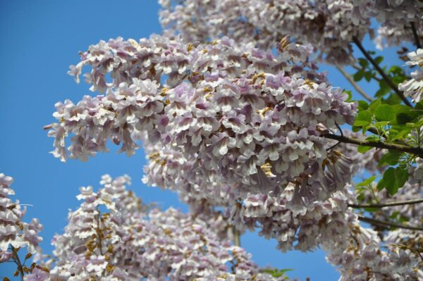 <i>Paulownia tomentosa</i> - Image 3