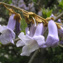 Close-up of delicate, light purple Paulownia tomentosa flowers hanging from a branch. The bell-shaped blooms showcase a pale lavender hue with white accents, highlighting the beauty of this flowering tree.