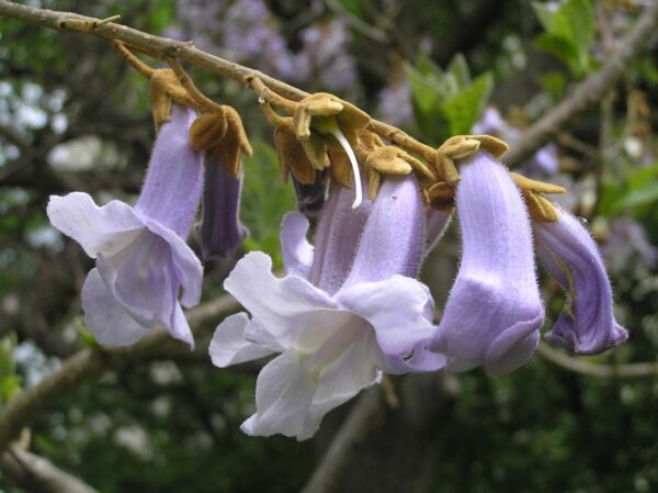 <i>Paulownia tomentosa</i> - Image 4