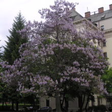 Empress tree in full bloom, its purple flowers contrasting with the green lawn. A tall evergreen and a building with a gabled roof stand in the background.