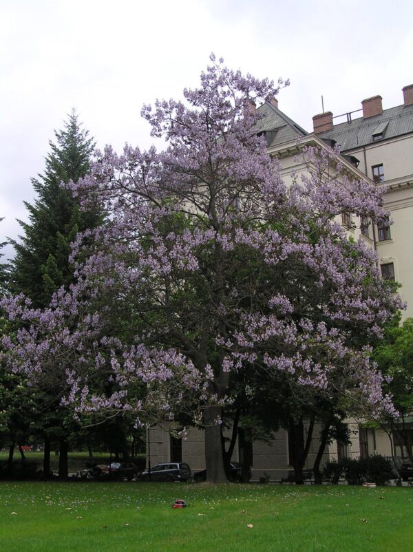 <i>Paulownia tomentosa</i> - Image 5