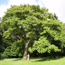 A towering catalpa tree with lush green leaves dominates a sunny lawn. A person stands at its base, dwarfed by the tree's size, in a park setting.