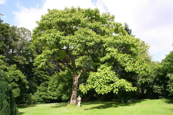 <i>Paulownia tomentosa</i> - Image 6