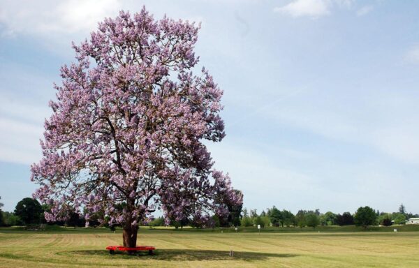 <i>Paulownia tomentosa</i>