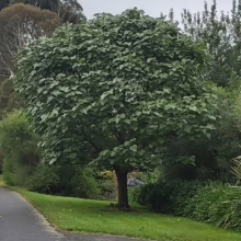 A lush empress tree stands prominently in a park setting, its broad green leaves creating a dense canopy. A paved path leads past the tree, with greenery and other trees in the background.