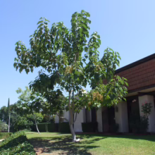 A Catalpa tree with large, heart-shaped leaves stands in a sunny front yard, casting shadows on the green lawn. A house with a red tile roof is visible in the background.