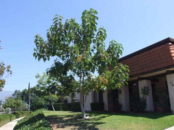 <i>Paulownia tomentosa</i> - Image 8