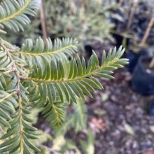 Close-up of a young yew tree branch with vibrant green needles, showcasing its dense foliage. The evergreen shrub is in a nursery, ready for planting.