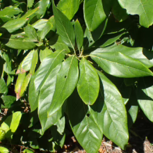 Lush, glossy green leaves of an avocado tree, showcasing healthy foliage and vibrant color in natural sunlight. The leaves are densely packed, creating a vibrant, natural texture.