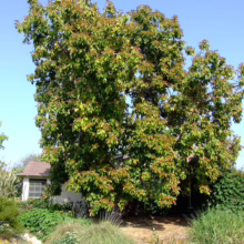 Lush avocado tree with reddish new growth dominates a sunny front yard. A quaint house peeks from behind the foliage, surrounded by vibrant ground cover and ornamental grasses.