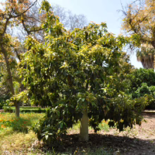 Lush avocado tree with dense green foliage in a sunny garden setting. Other trees and flowers in background create a vibrant scene.