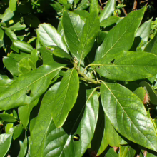 Lush green leaves of a Persea tree, showcasing its vibrant foliage. The leaves have a glossy sheen and prominent veins, creating a rich texture.