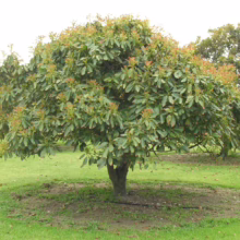Lush avocado tree with vibrant green leaves and reddish new growth, thriving in a grassy orchard. A healthy, well-maintained specimen, showcasing the beauty of avocado cultivation.