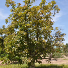 Lush avocado tree with dense green foliage against a bright blue sky. The tree's trunk is partially visible, and the surrounding landscape includes other greenery and a pathway.