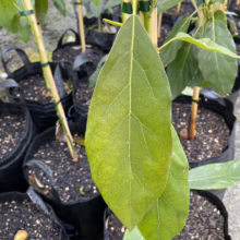 Close-up of an avocado plant leaf showing chlorosis (yellowing), possibly indicating a nutrient deficiency. Several potted avocado trees are visible in the background.