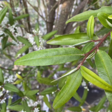 Close-up of shiny green leaves and small white flowers on a woody shrub. The leaves are oblong and textured, with a prominent central vein.