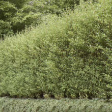 Stack of golden pancakes with fresh blueberries and maple syrup.